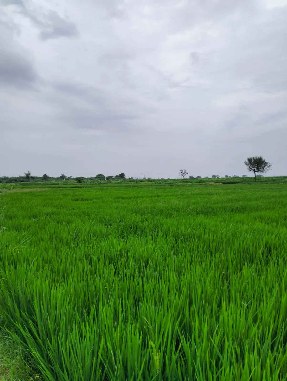 Agricultural Land in Yadgir — photo 2