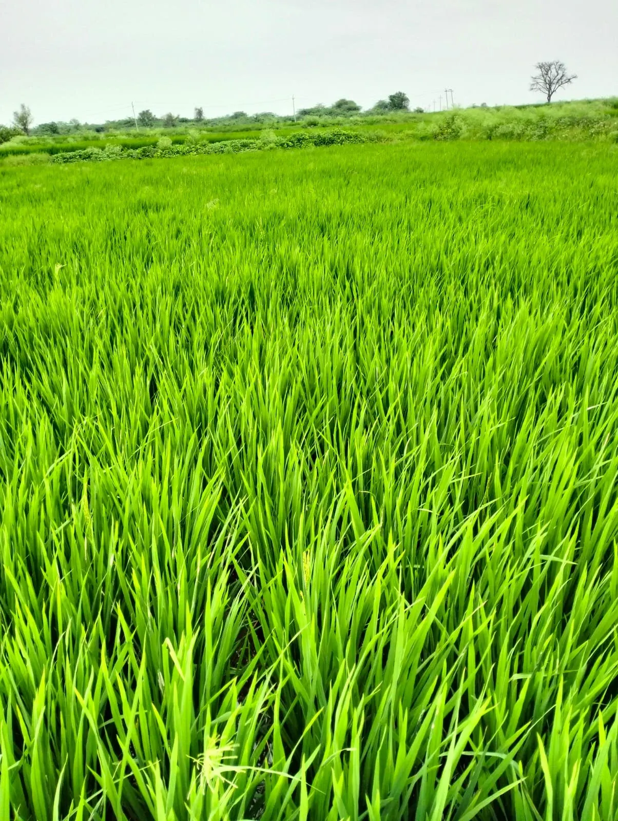 Agricultural Land in Yadgir — photo 5